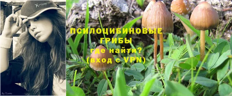 Псилоцибиновые грибы Cubensis  кракен как войти  Знаменск 